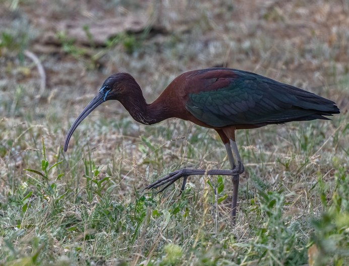 Glossy ibis