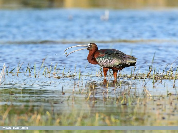 Glossy ibis