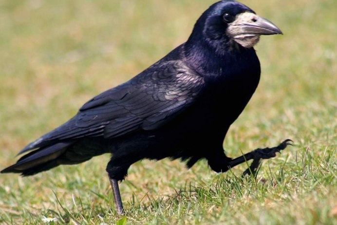 Rook