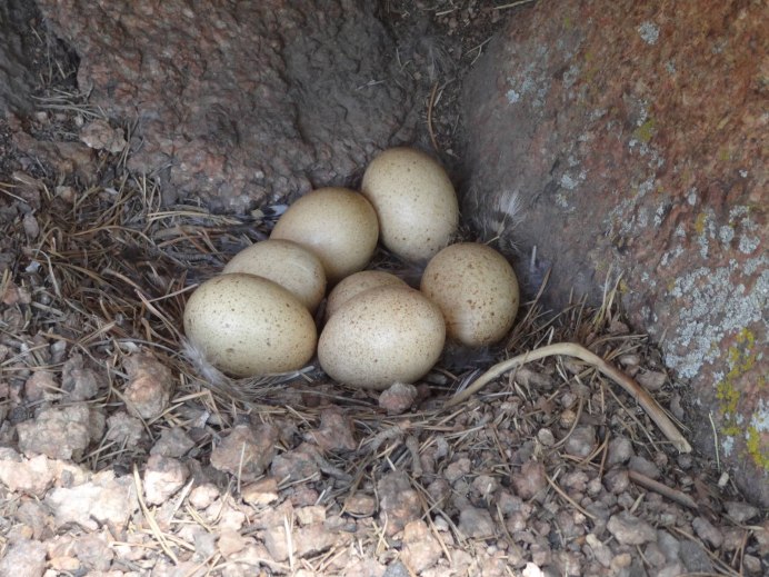 Глухарь несет яйца