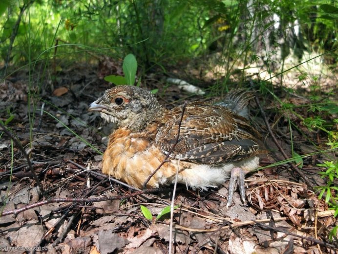 Птенцы тетерева в гнезде