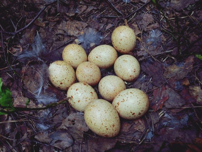 Гнездо птицы глухаря