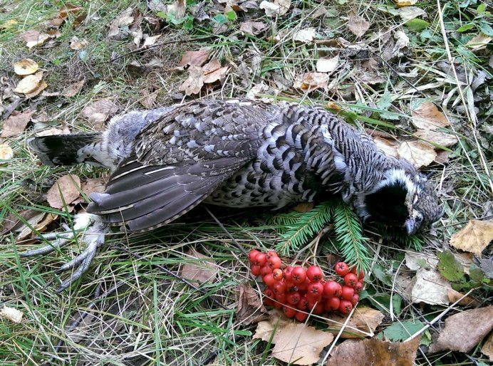 Гнездо рябчика