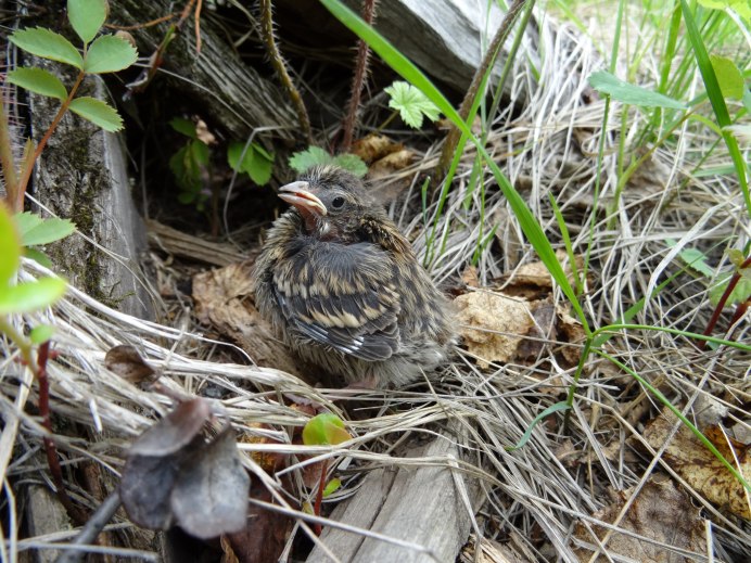 Глухарь птица птенцы