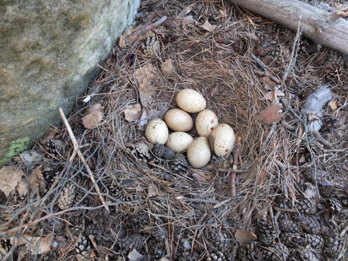 Глухарка на гнезде