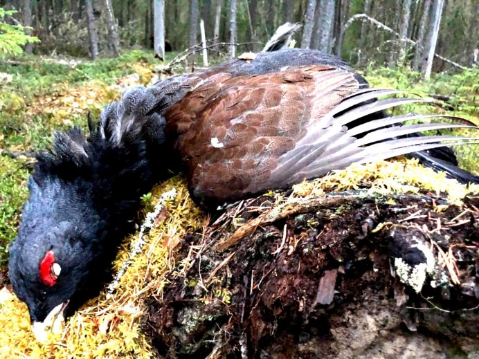 Глухариная 25