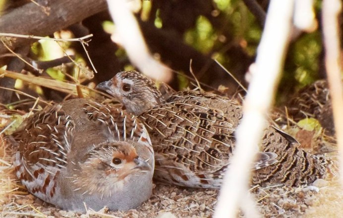Гнездо глухаря Тайга