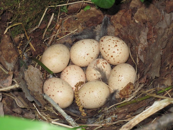 Гнездо птицы глухаря