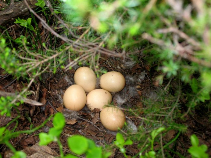 Рябчик птенцовая птица