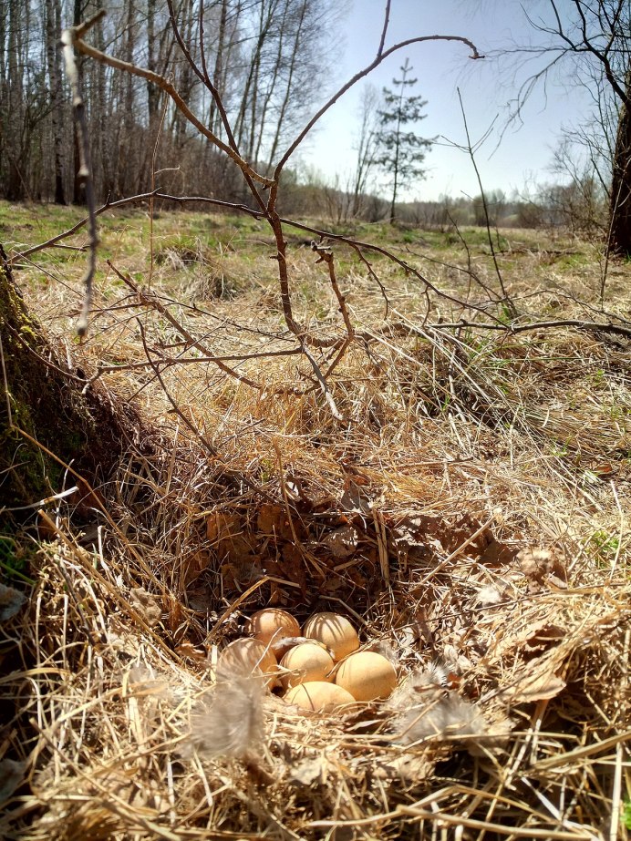 Гнездо глухаря в стаканчике
