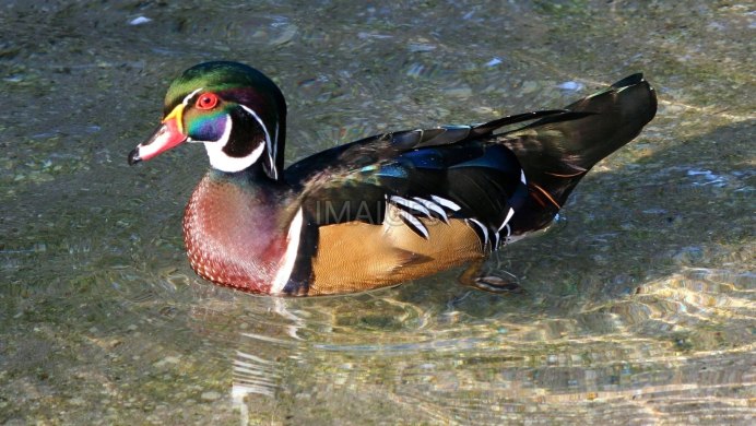«Утка Мандаринка (Aix galericulata