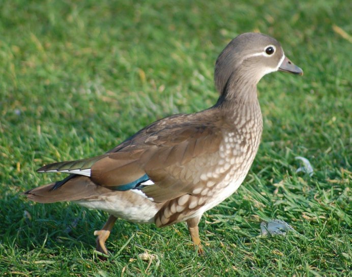 Утка-Мандаринка (Aix galericulata) Приморье