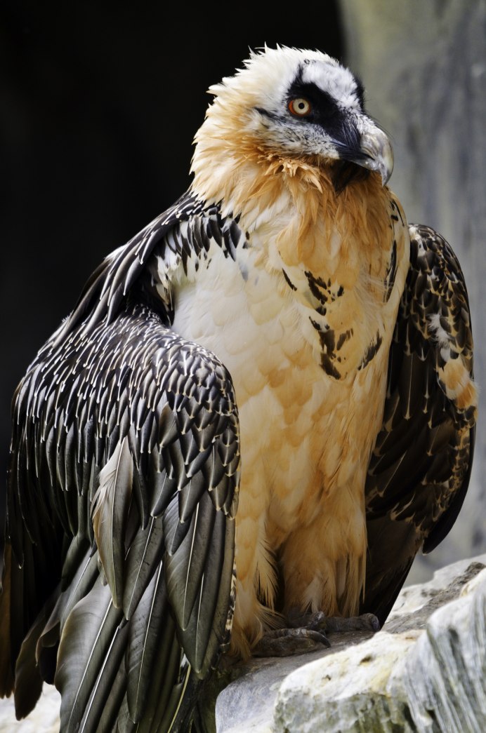 Беркут Сокол ястреб