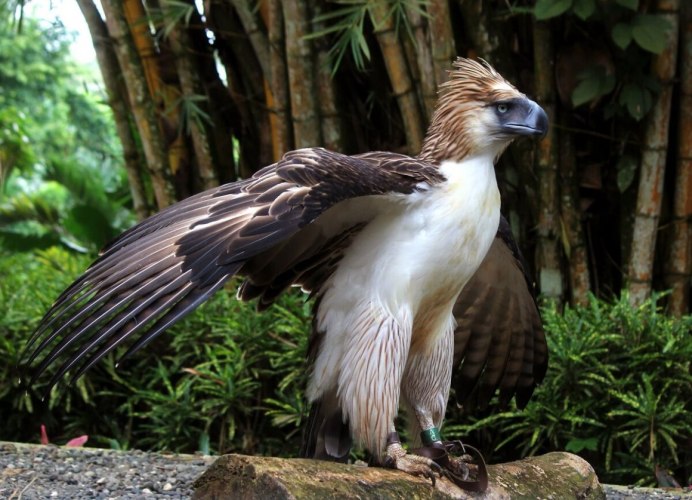 Южноамериканская Гарпия птенец