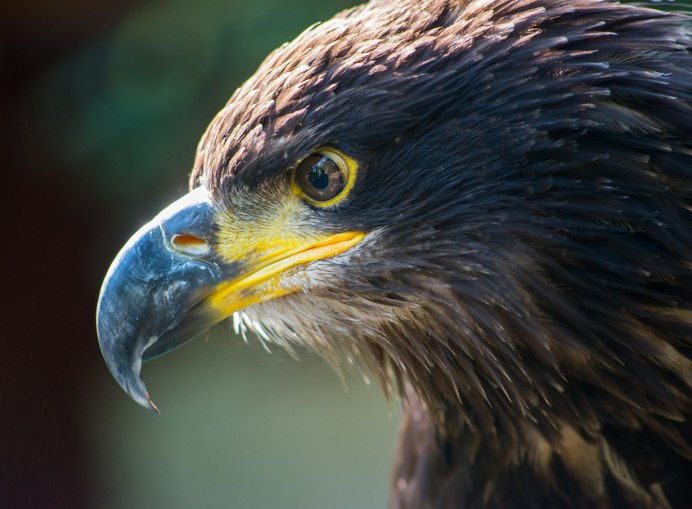 Могильник (Aquila heliaca)