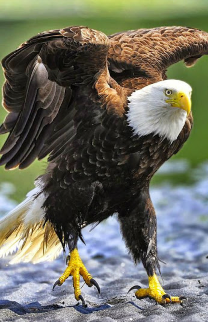 Краснохвостый Сарыч