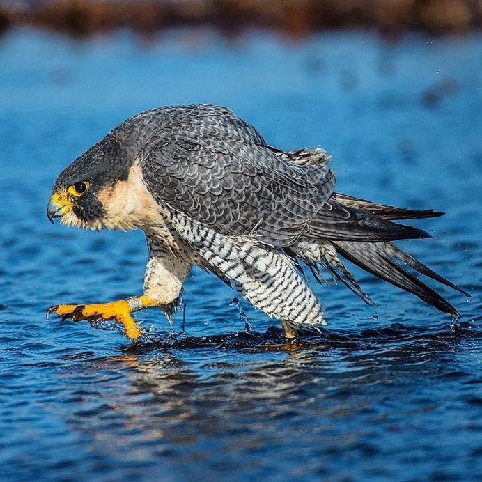 Белоголовый Орел размах крыльев