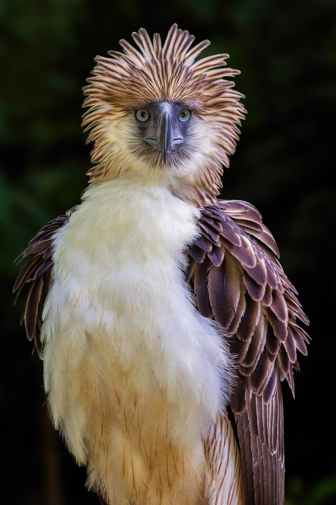Сокол Сапсан хищная птица Сапсан птица