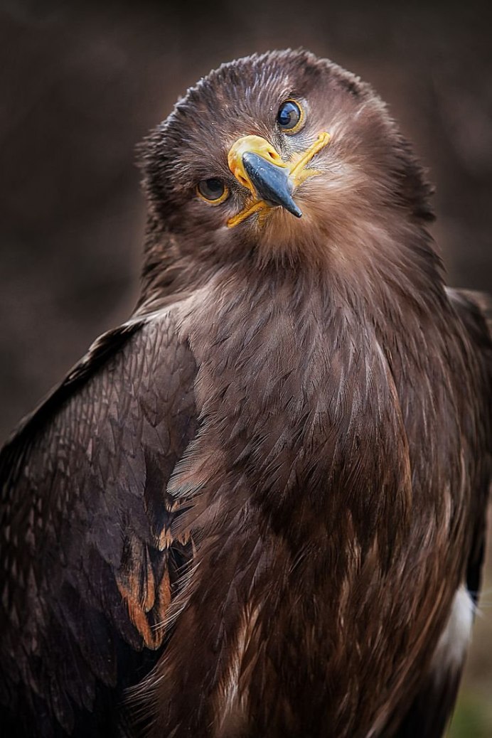 Хищные животные