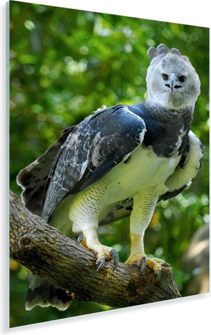 Хищная птица Гарпия