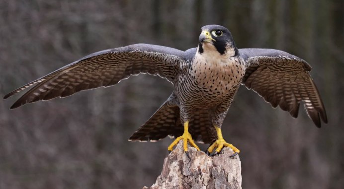 "Белоголовый Орлан"