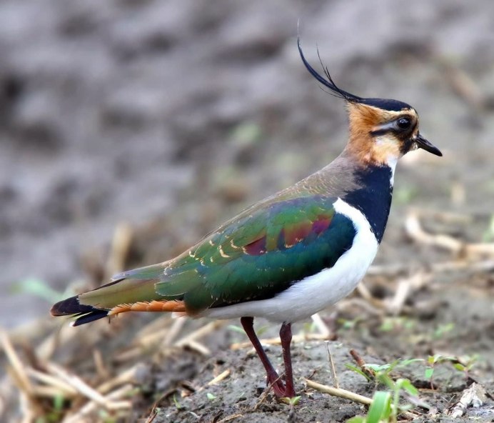 Чибис Vanellus Vanellus