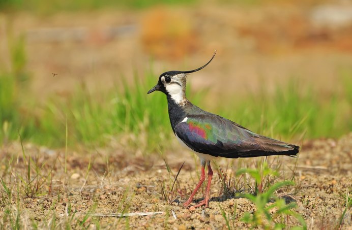 Чибис пигалица птица