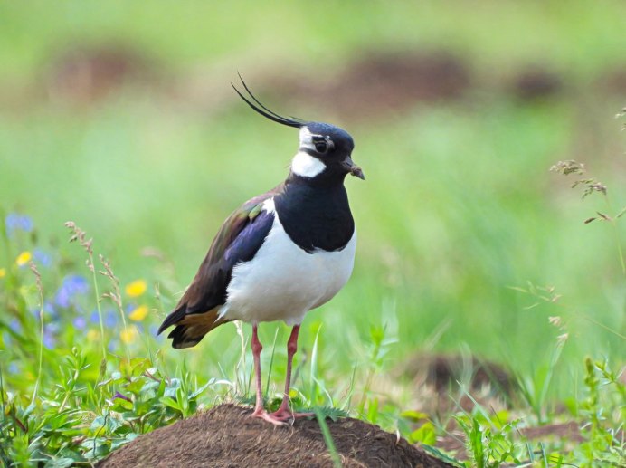 Чибис Vanellus Vanellus