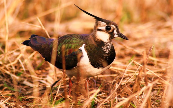 Чибис пигалица птица Московская область