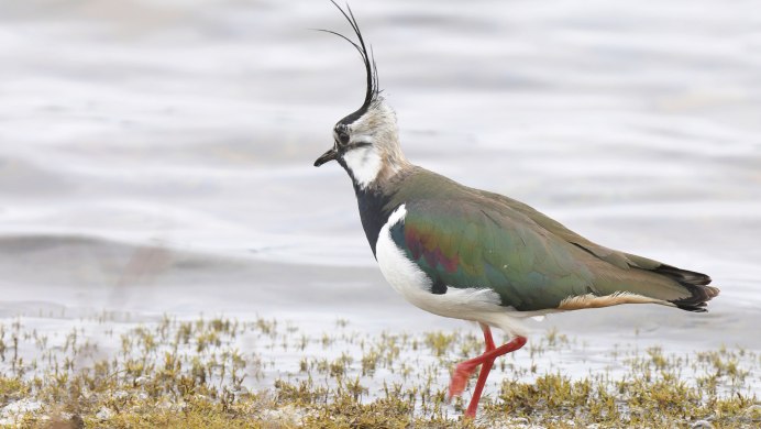 Кулик Чибис