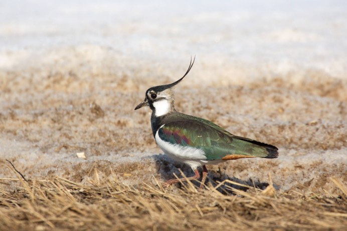 Чибис полевой птица