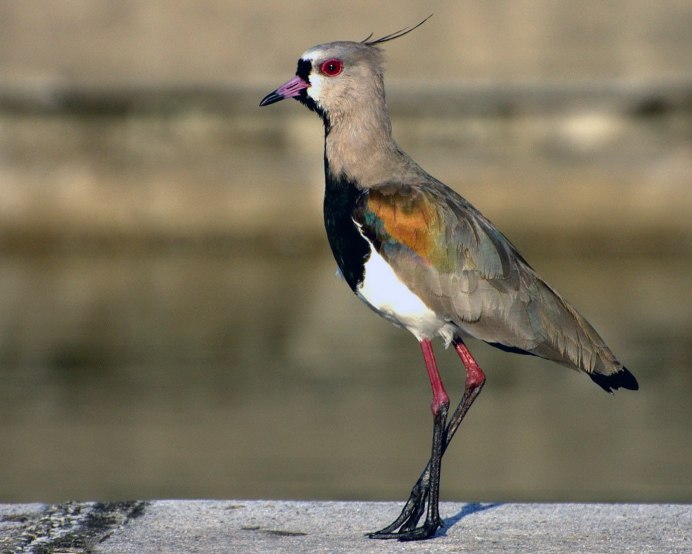 Полевой Чибис