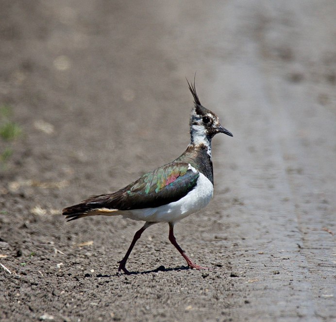 Чибис Vanellus Vanellus гнездо
