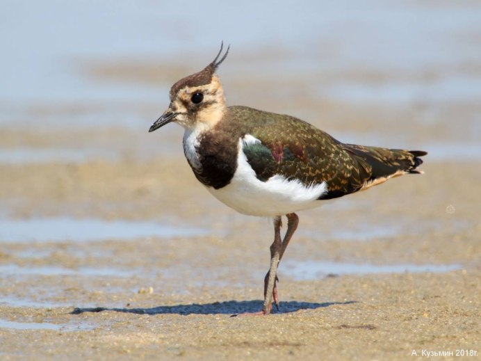 Чибис Забайкальский птица