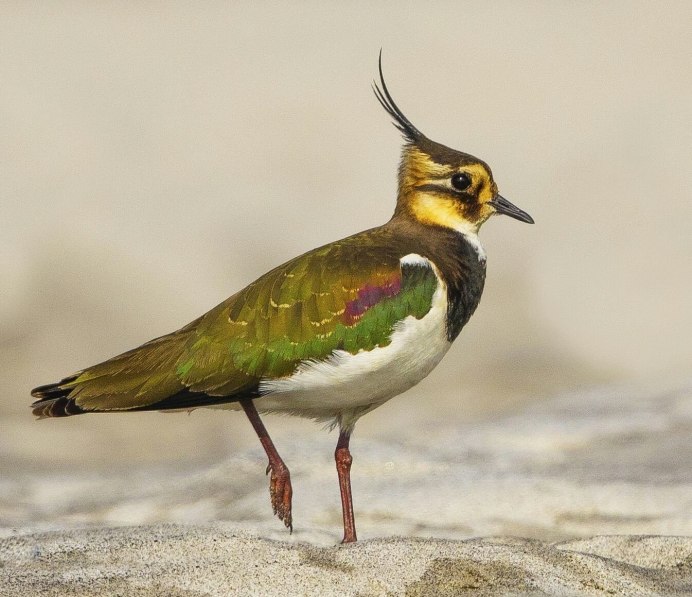 Чибис птица голова