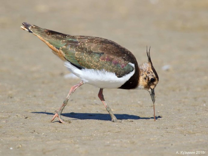 Чибис Болотная птица