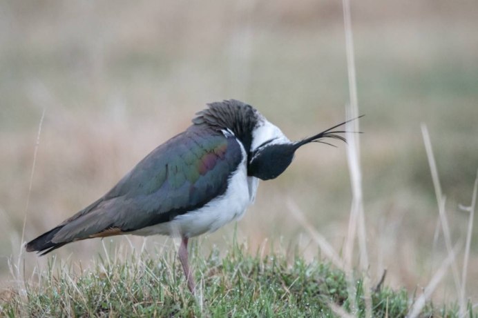 Уругвай Чибис