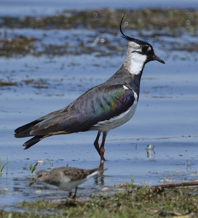 Чибис Vanellus Vanellus