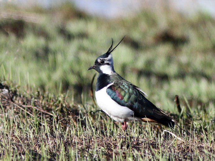 Лысый Чибис