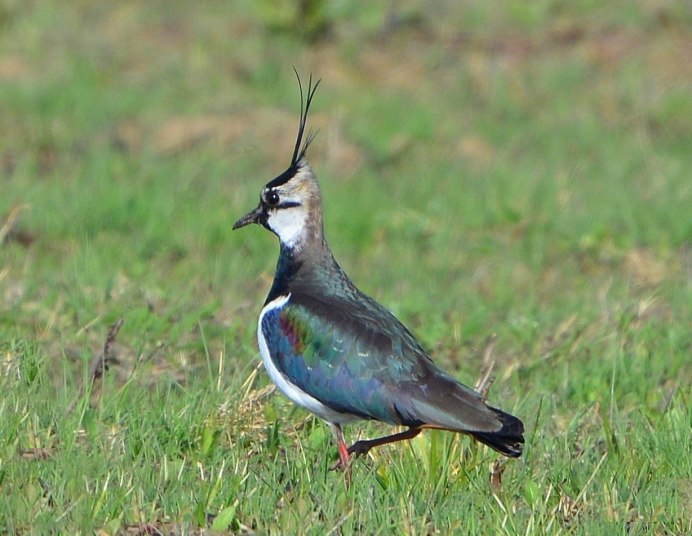 Чибис обыкновенный