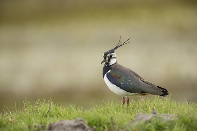 Полевой Чибис