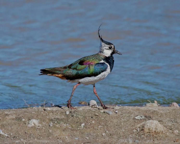 Пигалица женщина