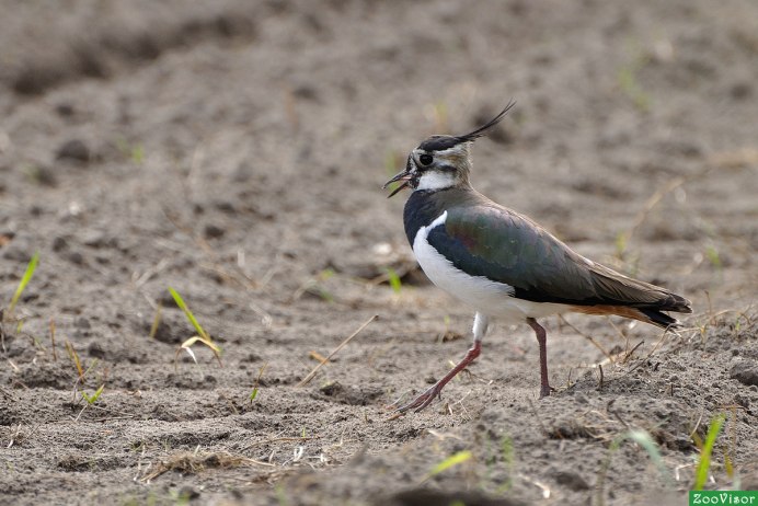 Чибис Vanellus Vanellus