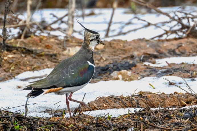 Птица Чибис и Кулик