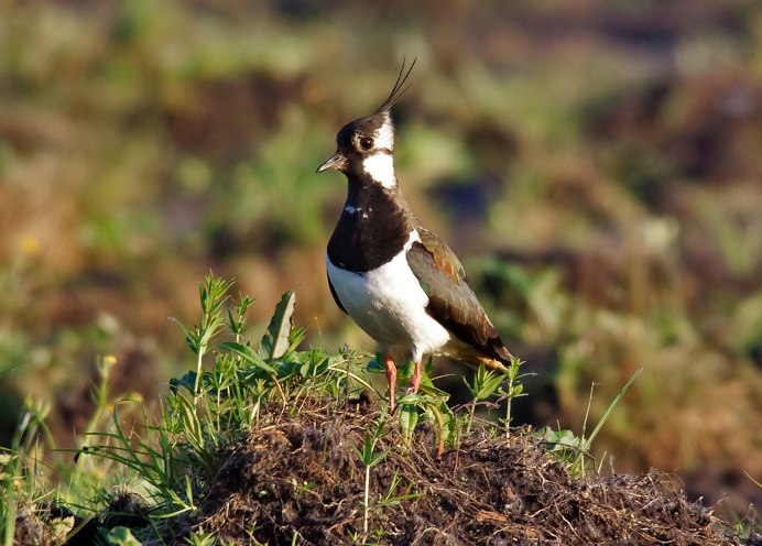 Яванский Чибис