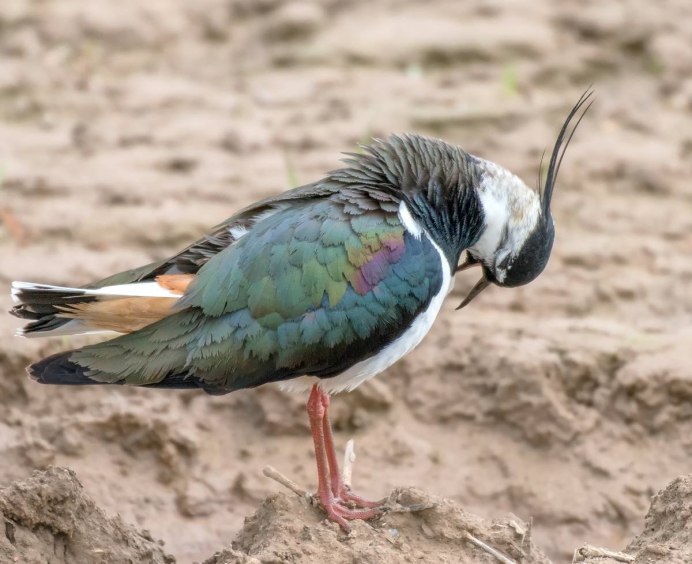 Белохвостая пигалица