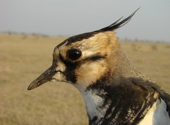 Чибис Забайкальский птица