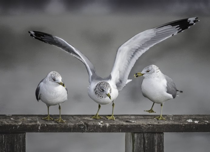 Чайка Seagull