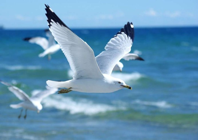 Чайка Seagull