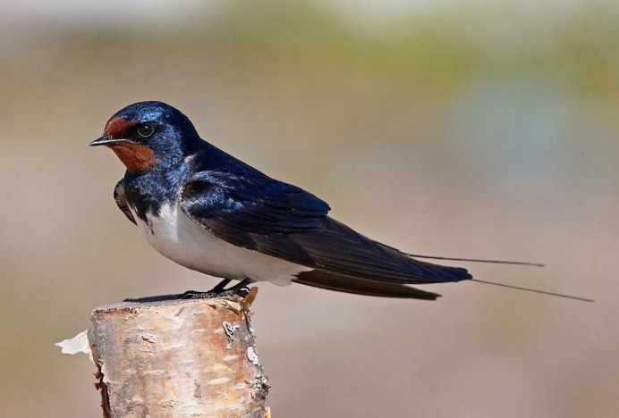 Деревенская Ласточка – Hirundo Rustica